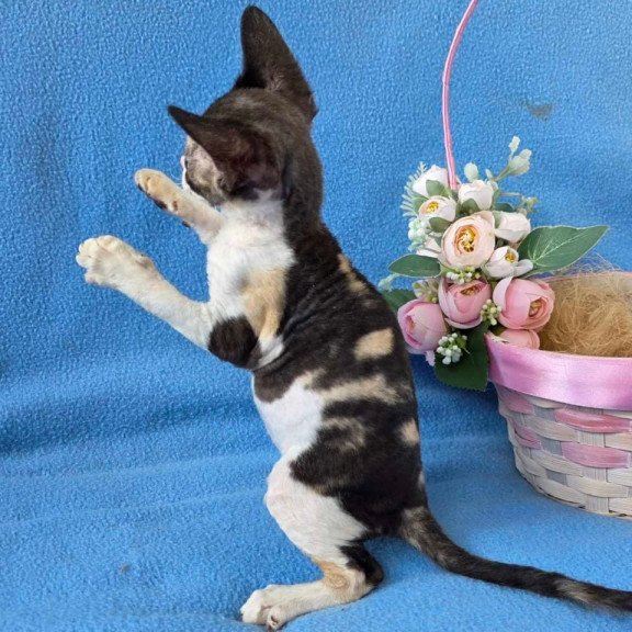 Devon Rex Dulcinea