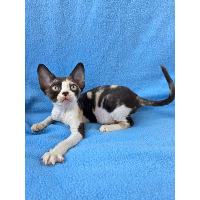 Devon Rex Dulcinea
