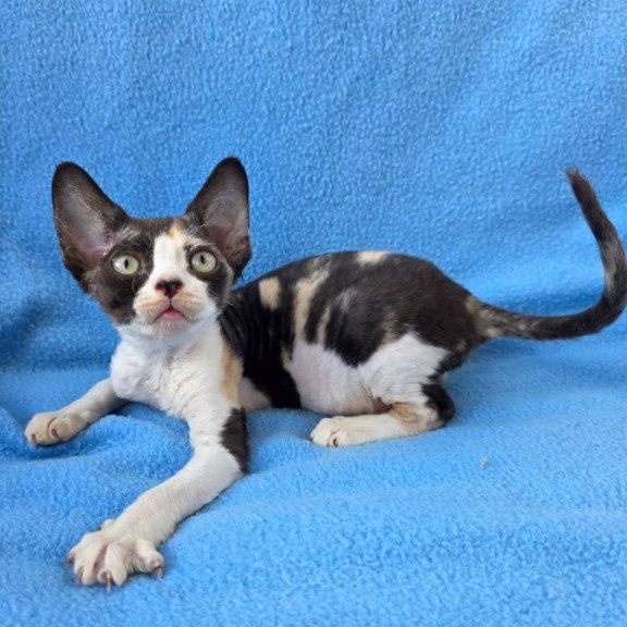 Devon Rex Dulcinea