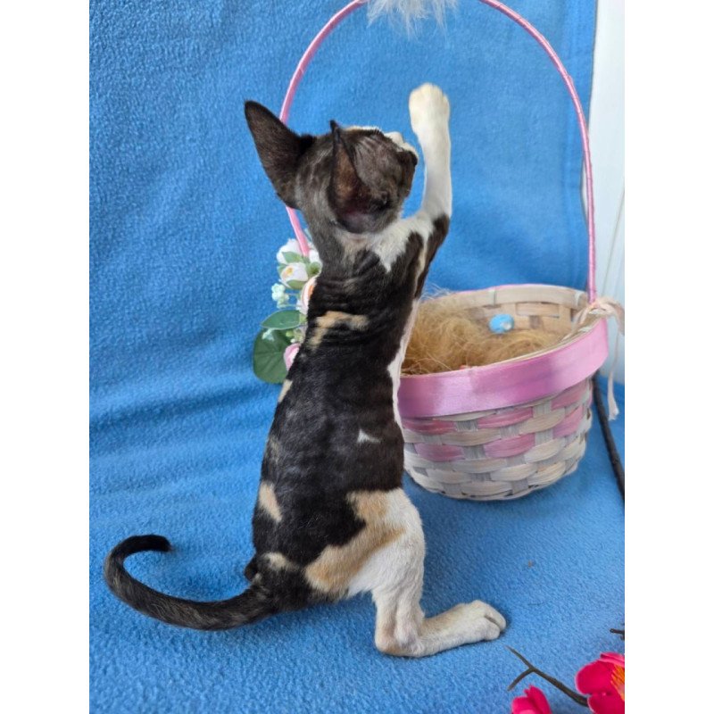 Devon Rex Dulcinea