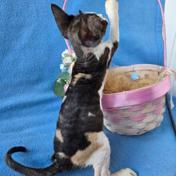 Devon Rex Dulcinea