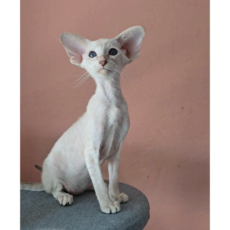 Oriental Marsha
