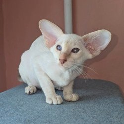 Oriental Martin