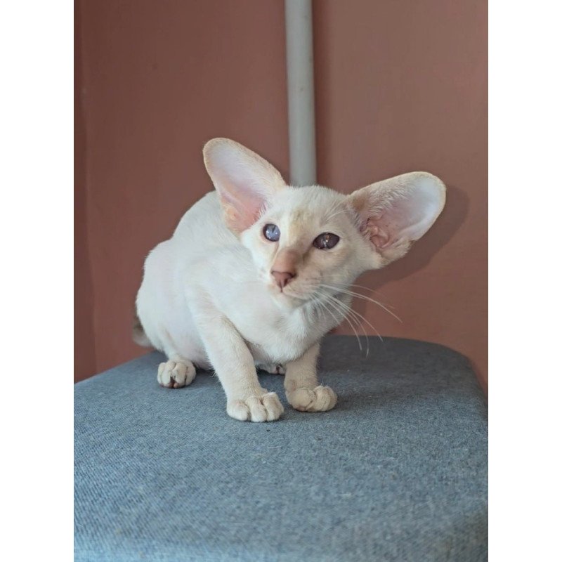 Oriental Martin