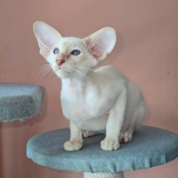 Oriental Martin