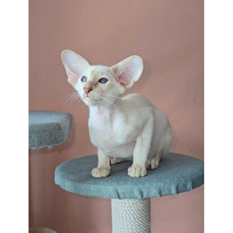 Oriental Martin