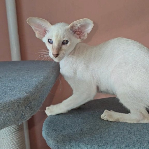 Oriental Martin