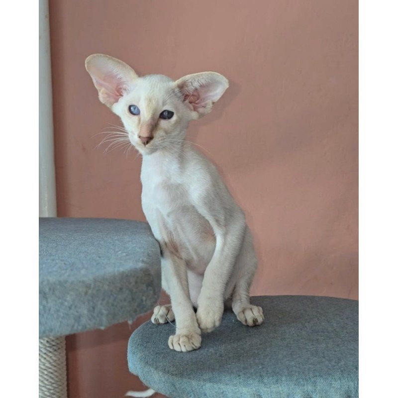 Oriental Martin