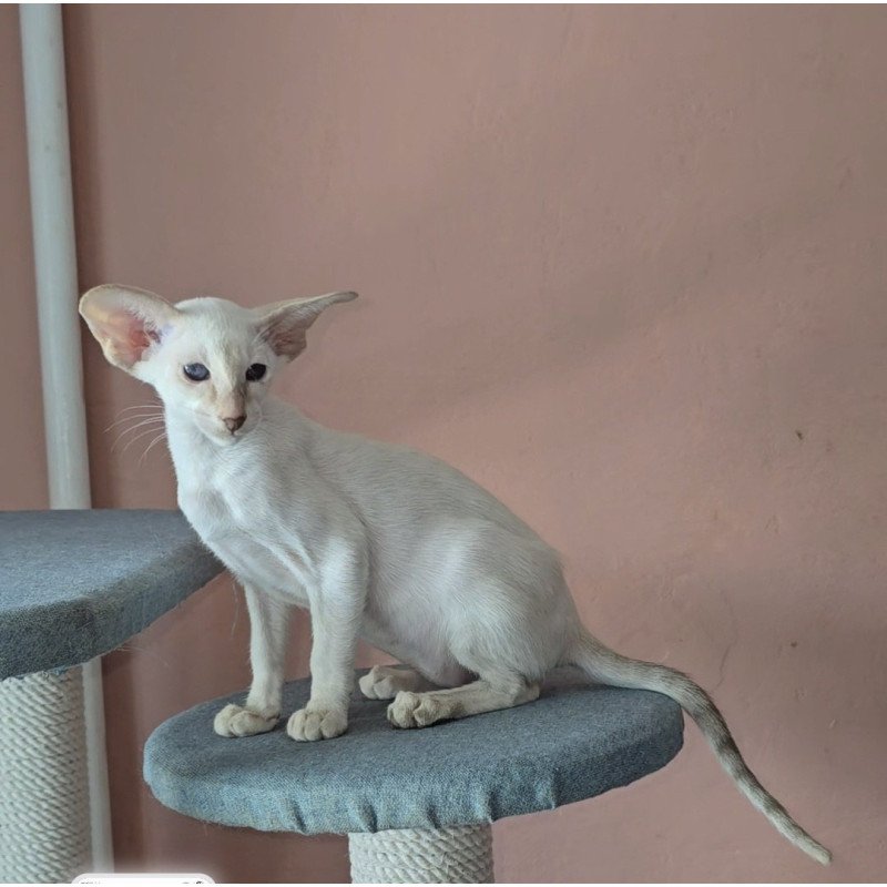 Oriental Martin