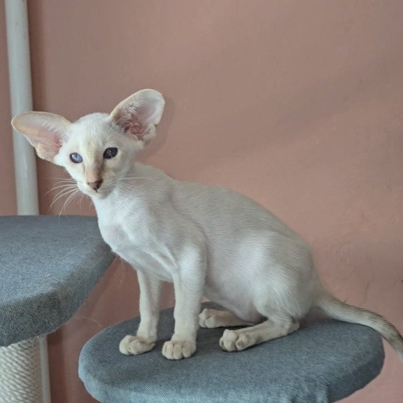 Oriental Martin