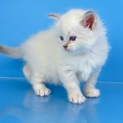 Siberian Windsor