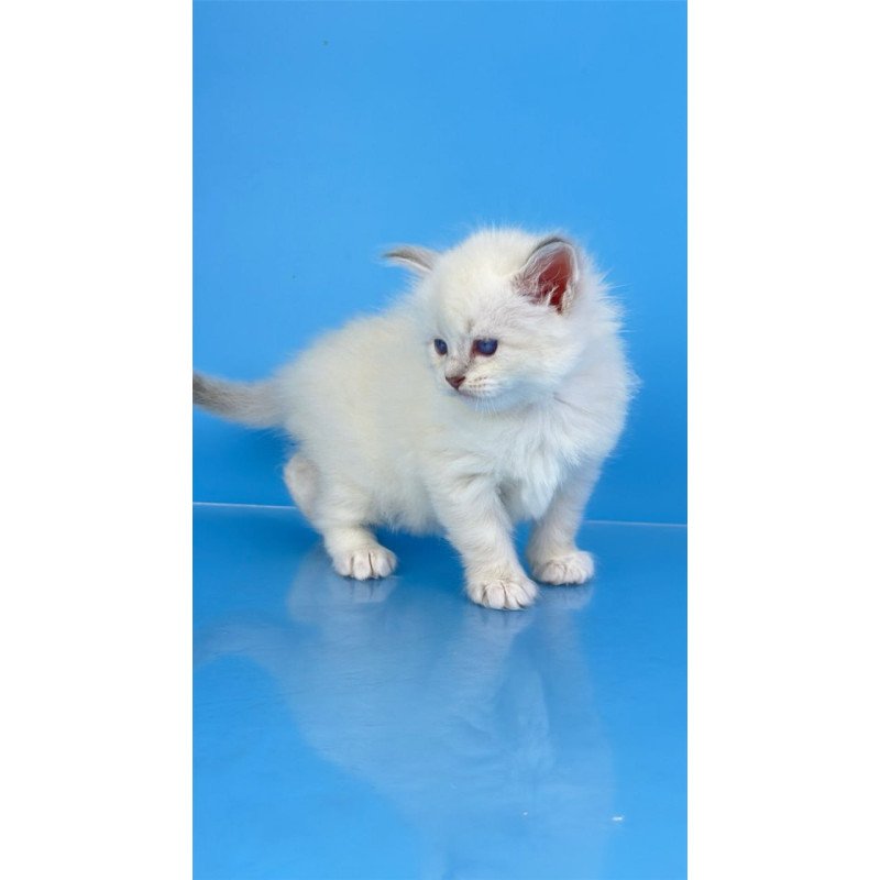 Siberian Windsor