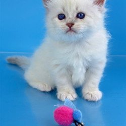 Siberian Windsor
