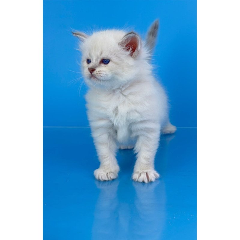 Siberian Windsor