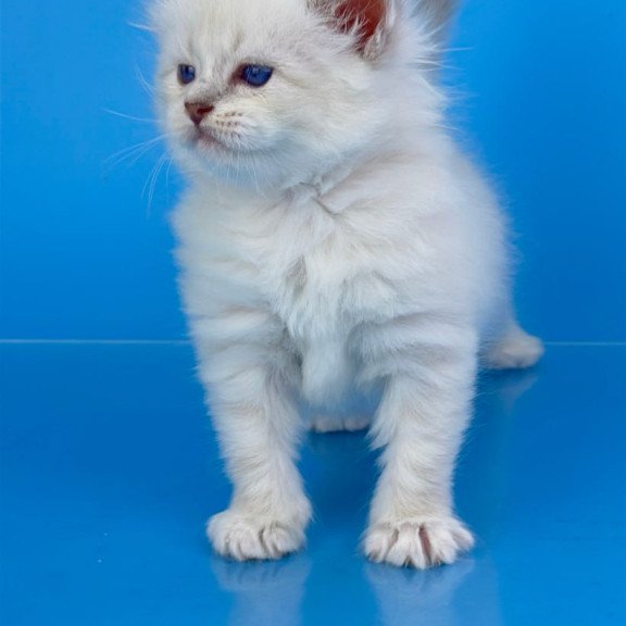 Siberian Windsor