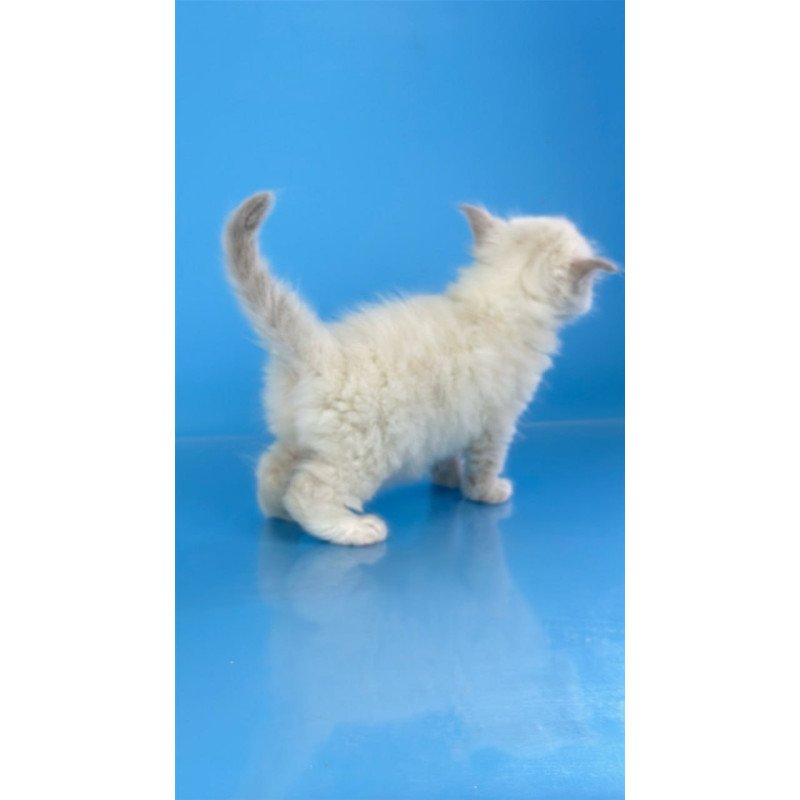 Siberian Windsor