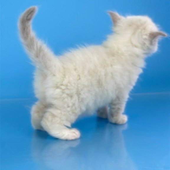 Siberian Windsor