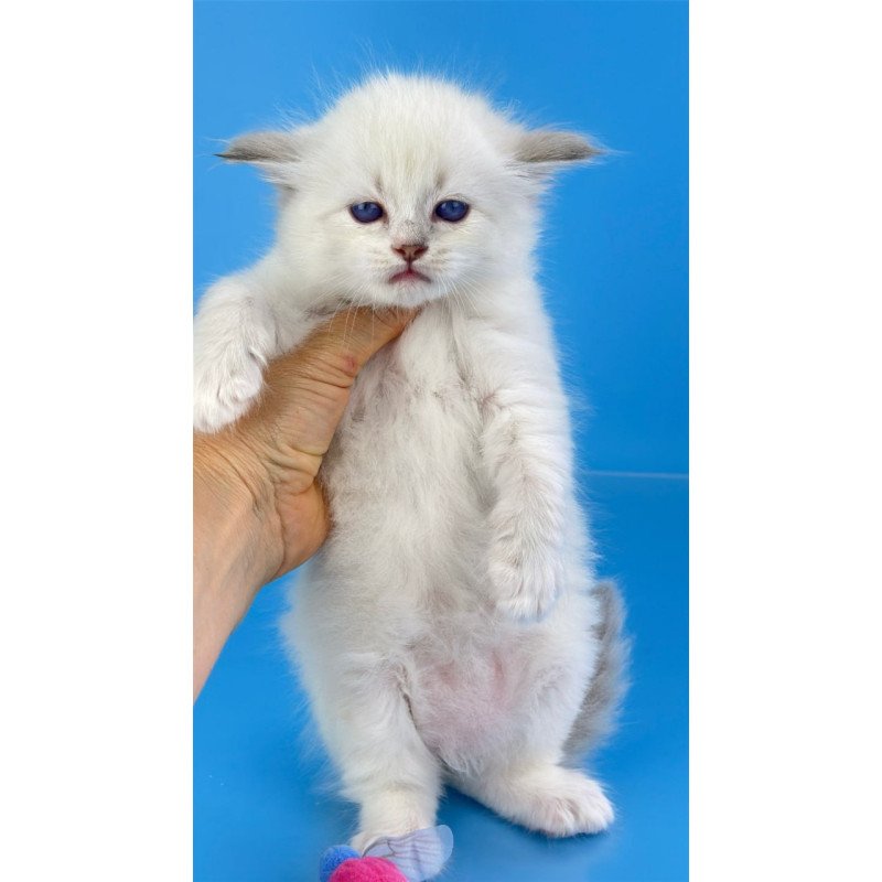Siberian Windsor
