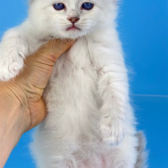 Siberian Windsor