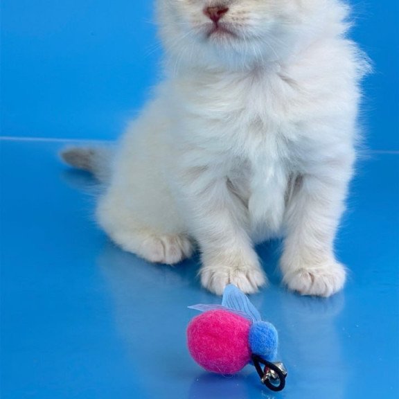 Siberian Windsor