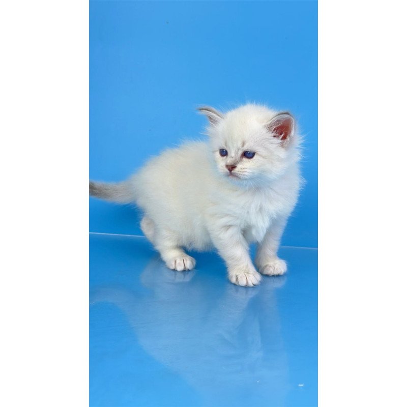 Siberian Windsor