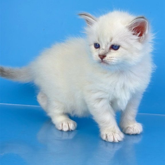 Siberian Windsor