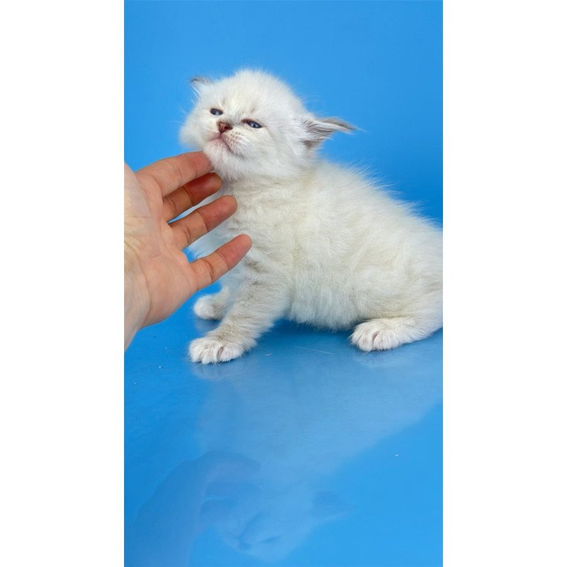 Siberian Windsor