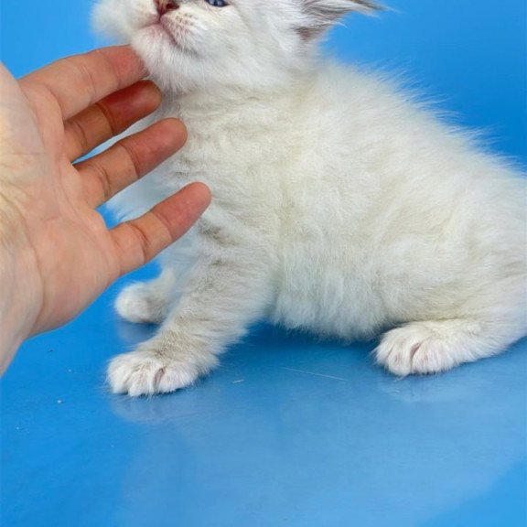 Siberian Windsor