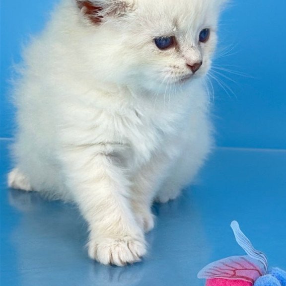 Siberian Windsor