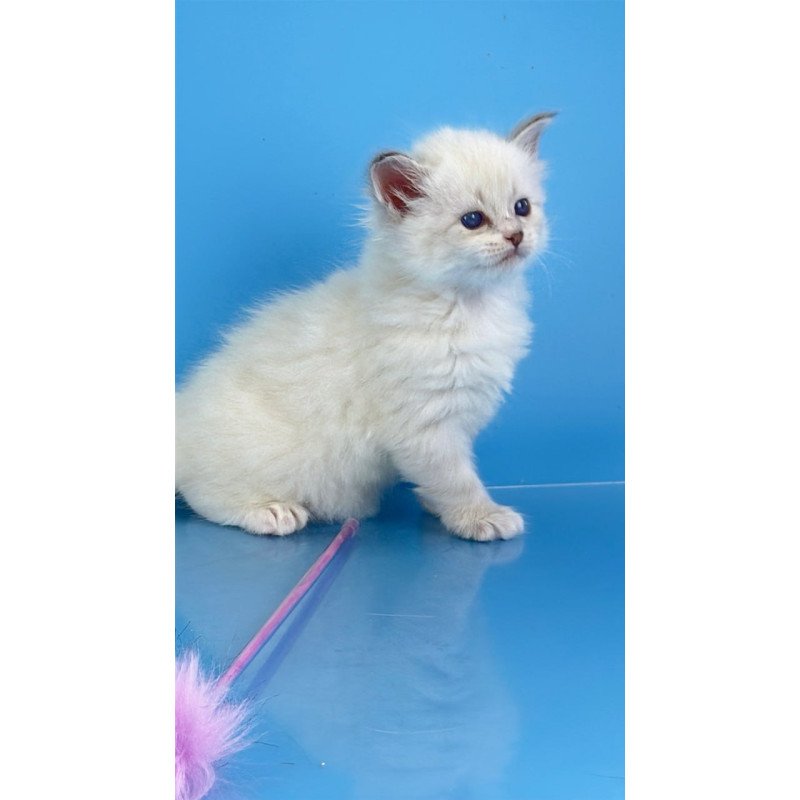 Siberian Windsor