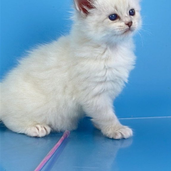 Siberian Windsor