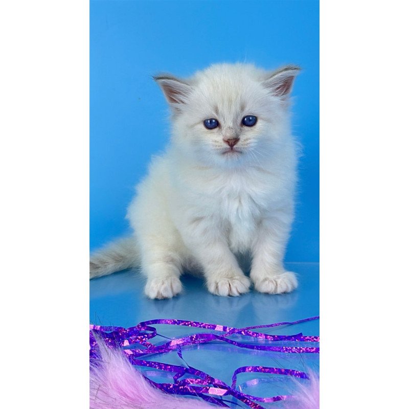 Siberian Windsor