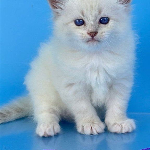 Siberian Windsor