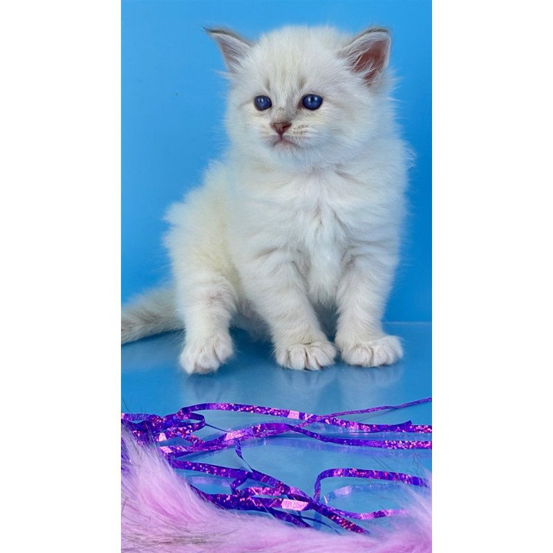 Siberian Windsor