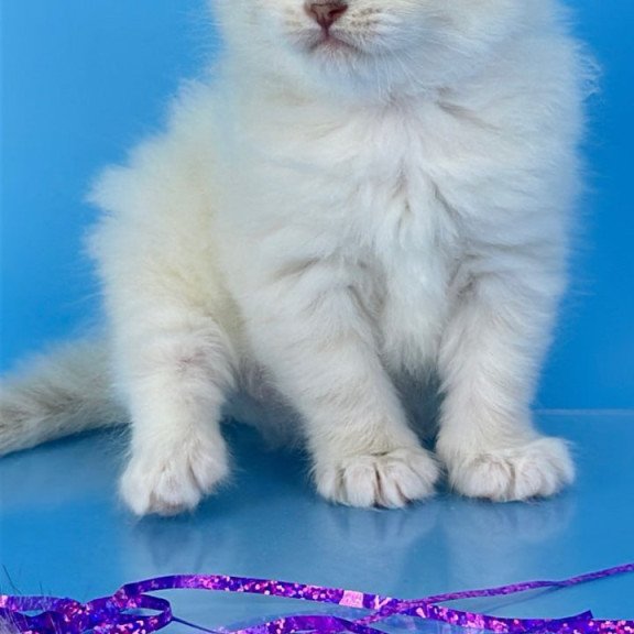 Siberian Windsor