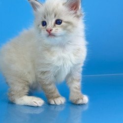 Siberian Winston