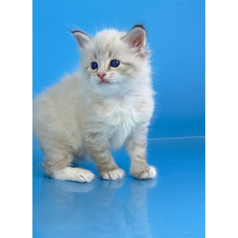 Siberian Winston