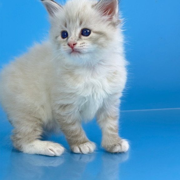Siberian Winston