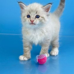 Siberian Winston