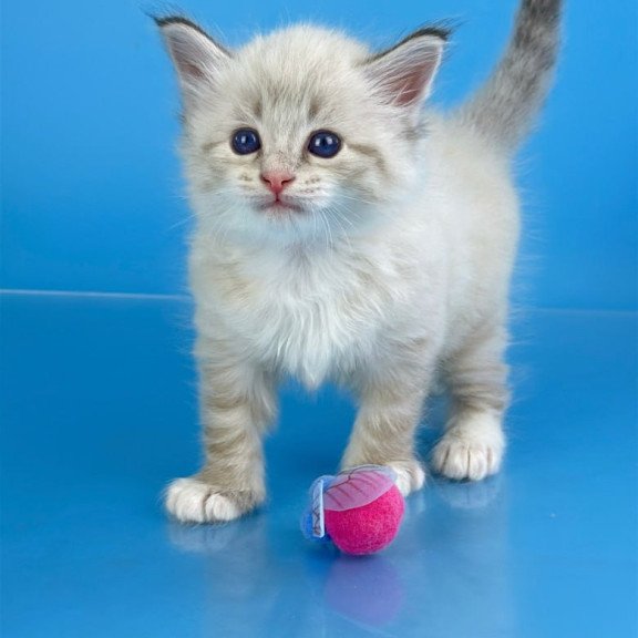 Siberian Winston