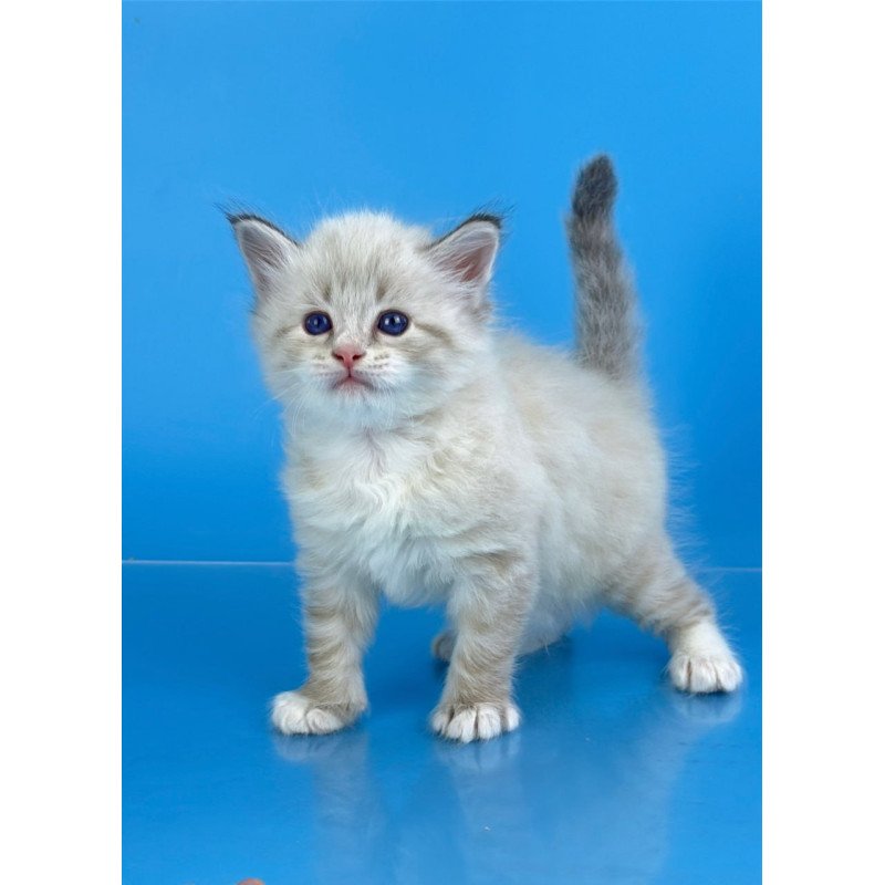 Siberian Winston