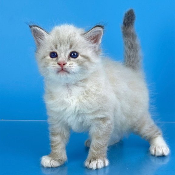 Siberian Winston
