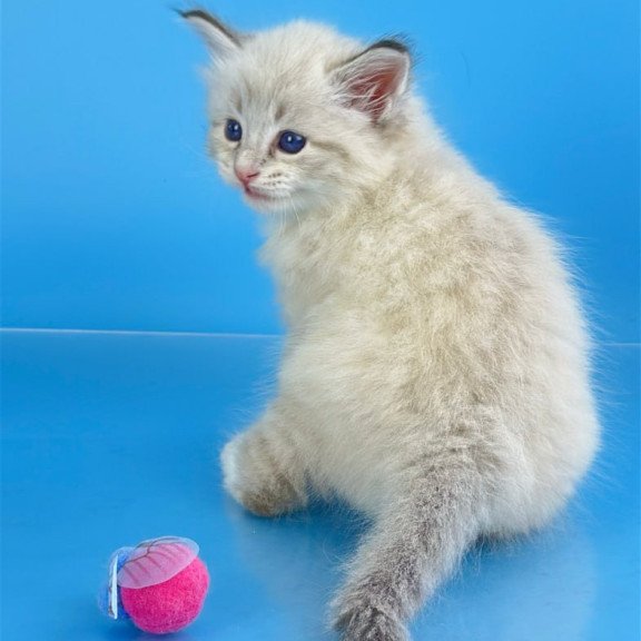 Siberian Winston