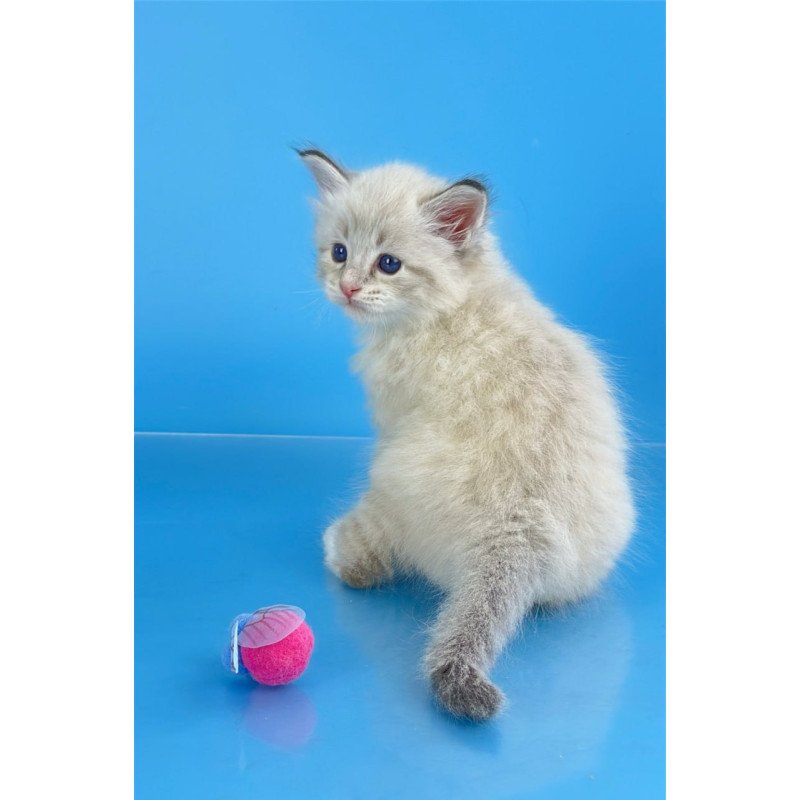 Siberian Winston