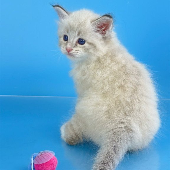 Siberian Winston