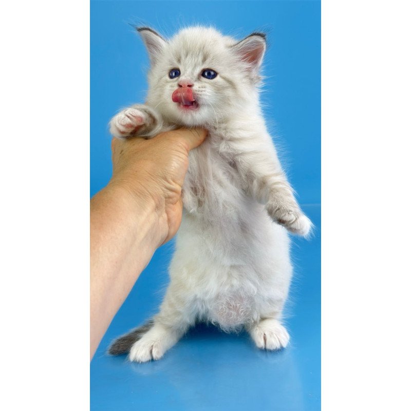 Siberian Winston