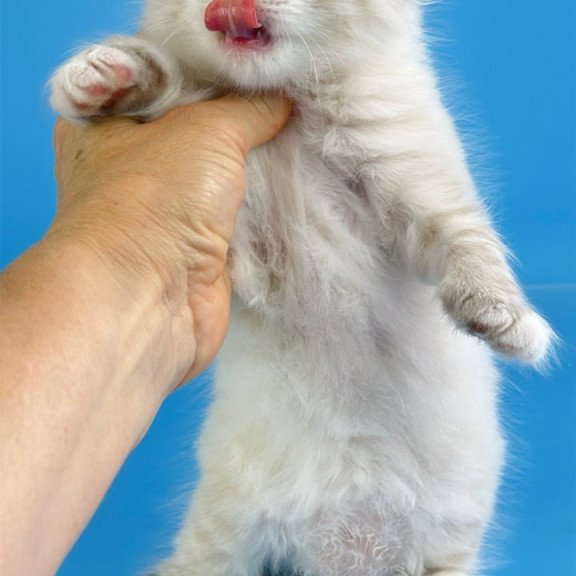 Siberian Winston