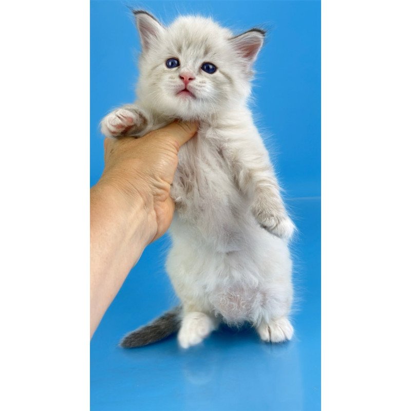 Siberian Winston
