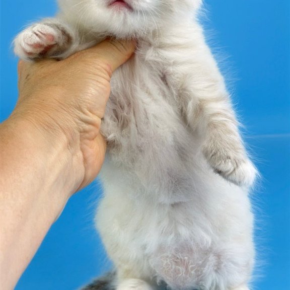 Siberian Winston