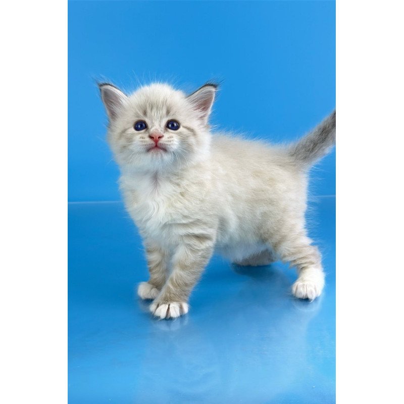 Siberian Winston